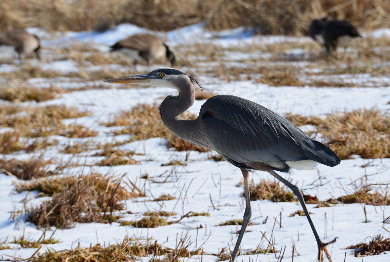 Nikon D600 sample photo. Heron, bird, wild photography