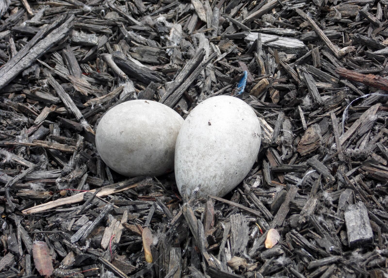Samsung WB100/  WB101 sample photo. Eggs, geese, baby photography