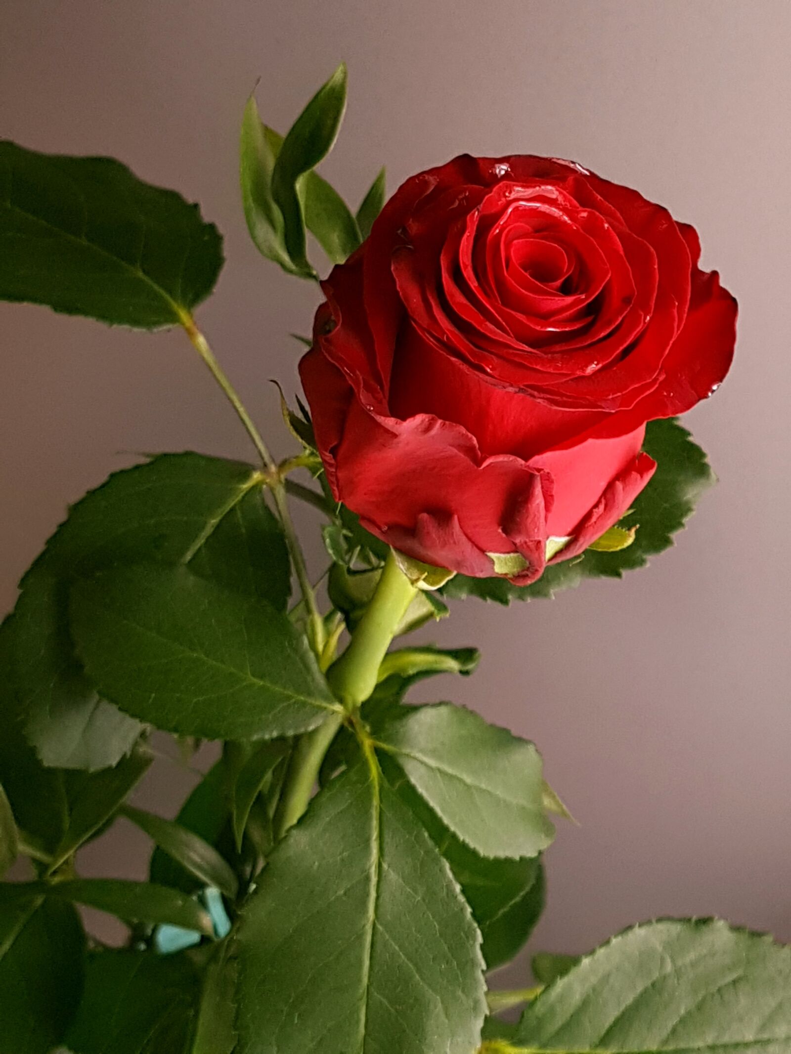 Samsung Galaxy S7 sample photo. Rose, flower, romantic photography