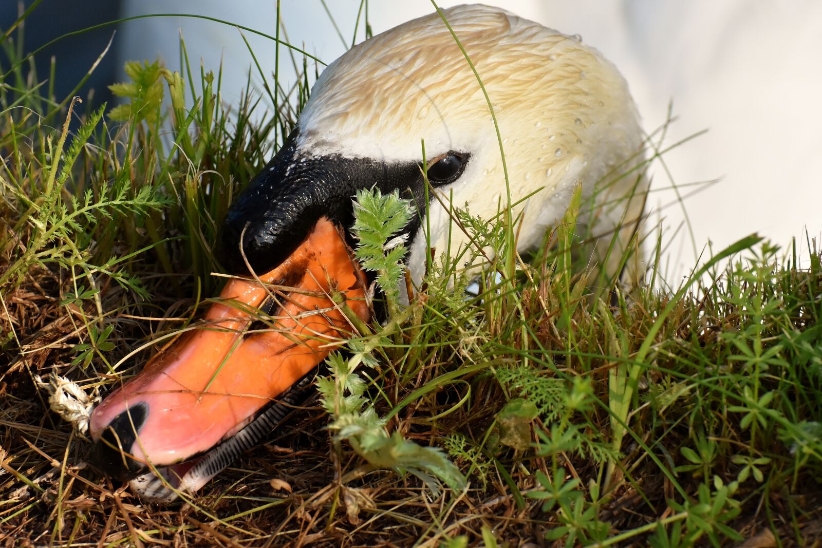 Nikon D7200 sample photo. Swan, feather, plumage photography