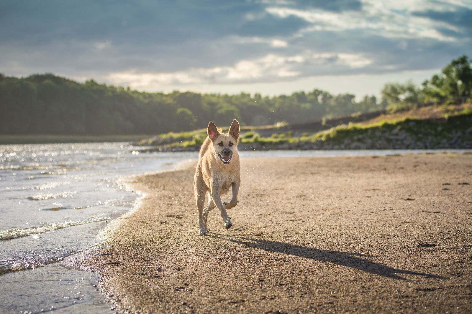 Tamron SP 70-200mm F2.8 Di VC USD sample photo. Dog, water, race photography