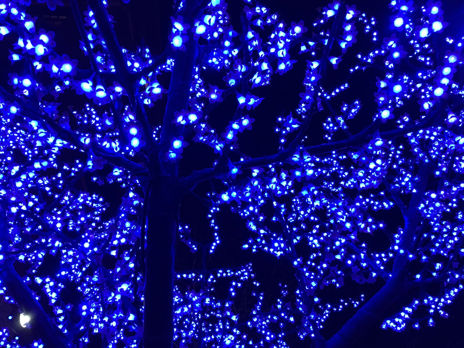 Apple iPhone 6s Plus sample photo. Lights, blue, tree photography