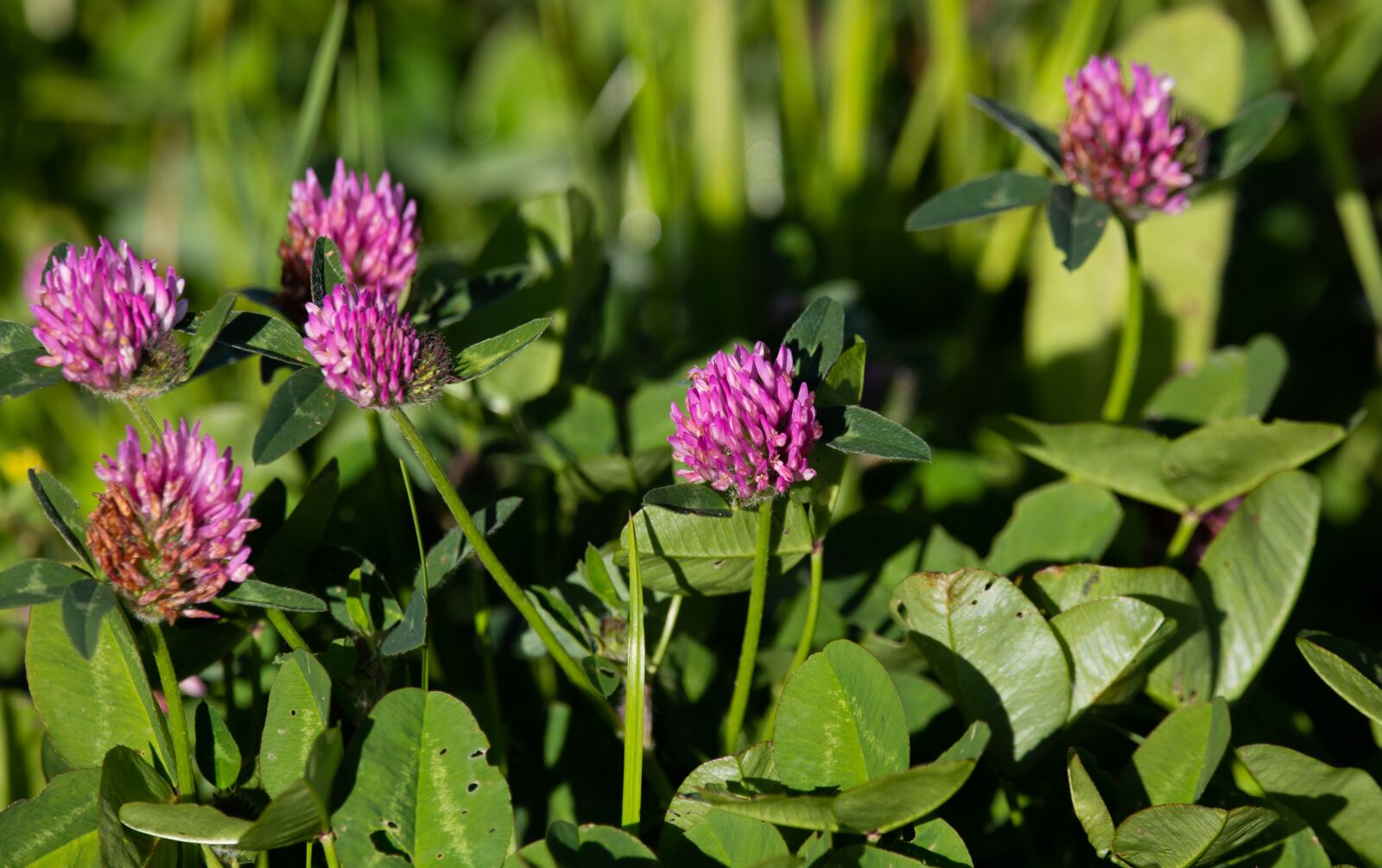 150-600mm F5-6.3 DG OS HSM | Contemporary 015 sample photo. Pink clover, trifolium repens photography