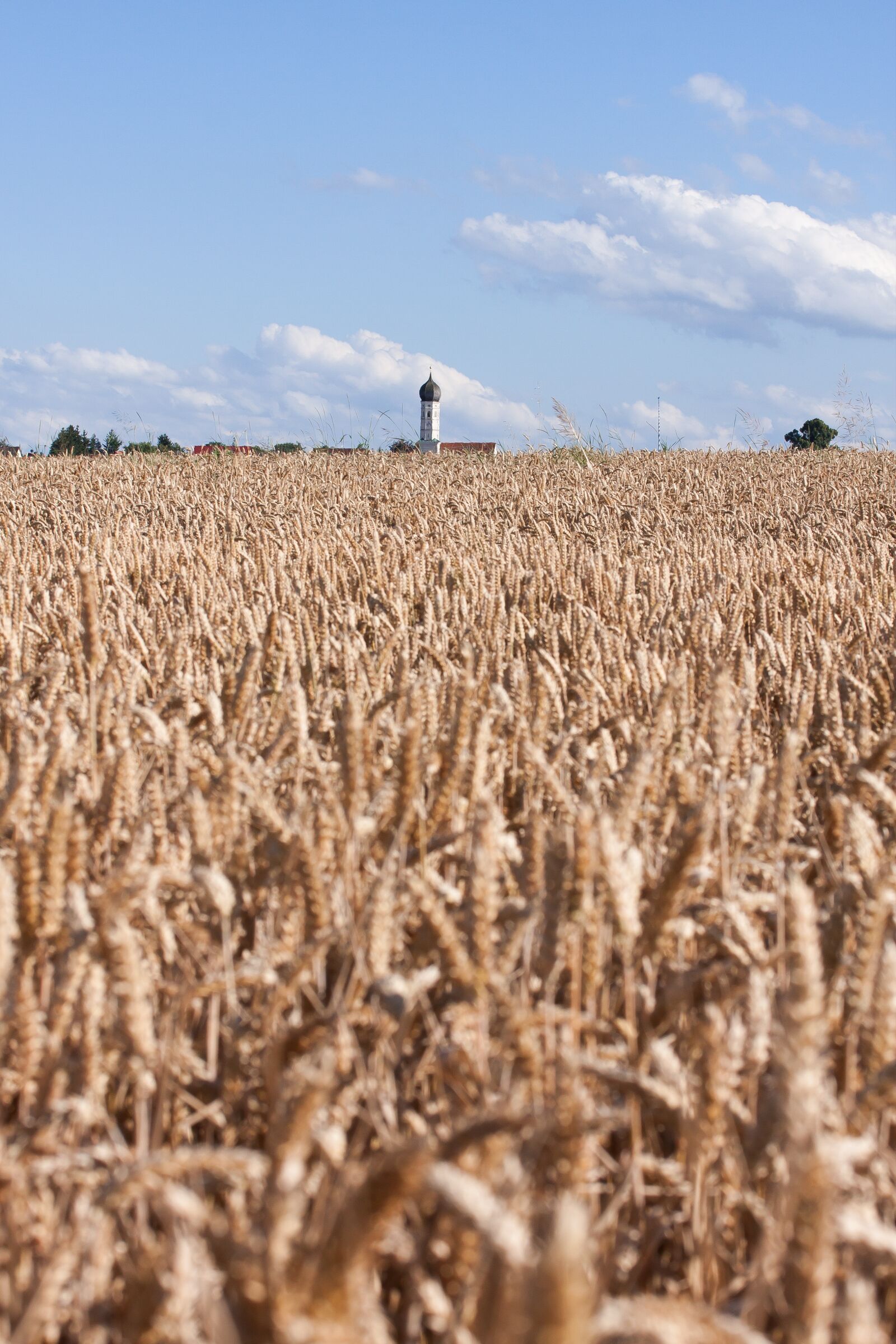Canon EOS 50D sample photo. Cereals, staple food, grain photography