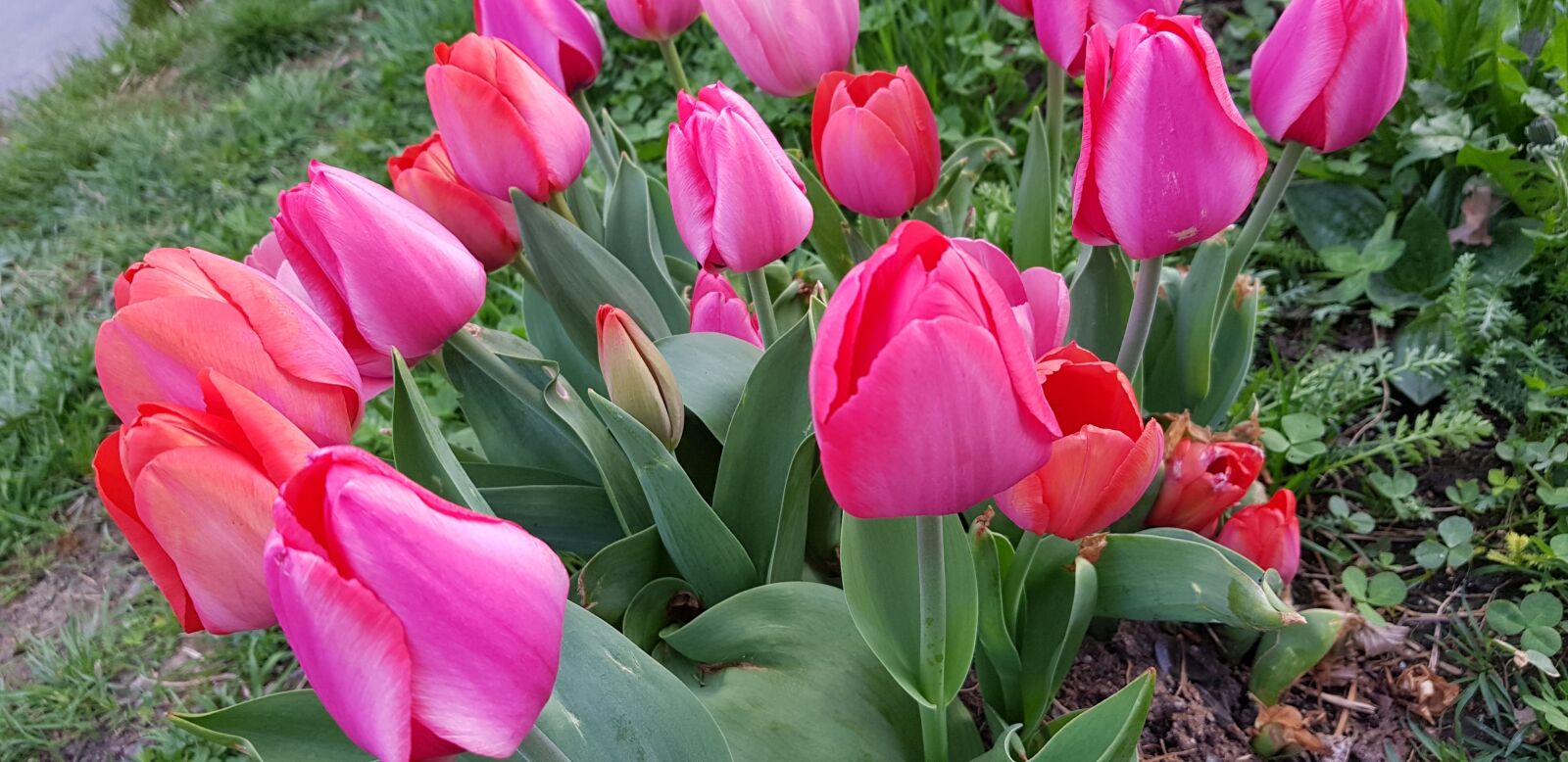 Samsung Galaxy S8+ sample photo. Tulip, nature, garden photography