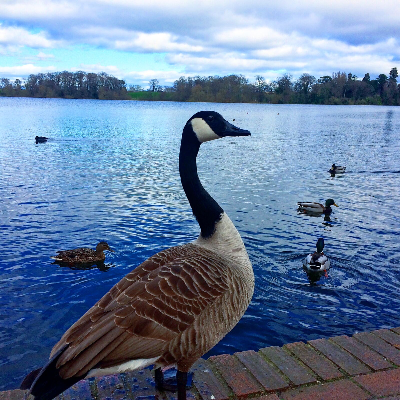 iPhone 5s back camera 4.15mm f/2.2 sample photo. Ducks, goose, lake, water photography