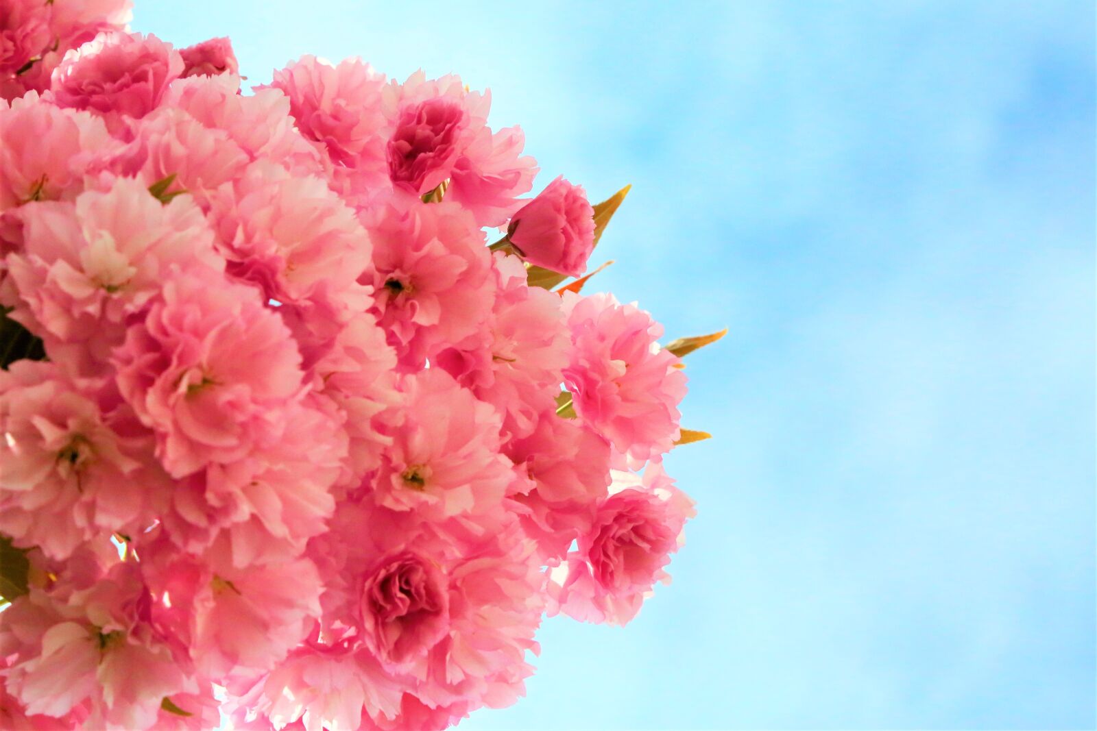 Canon EOS 5D Mark III sample photo. Background, flower, cherry photography