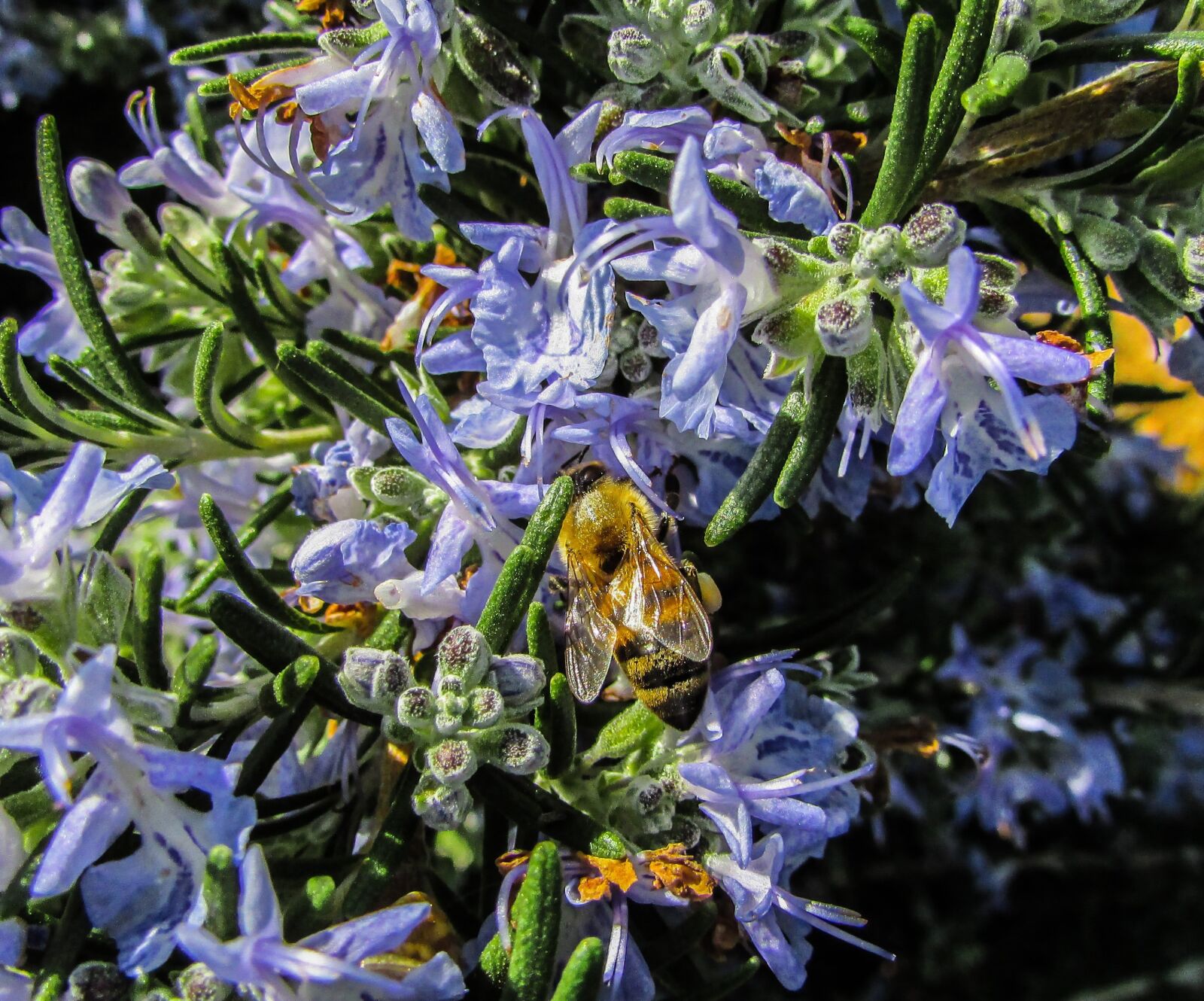 Canon PowerShot SX400 IS sample photo. Bee, insect, working photography