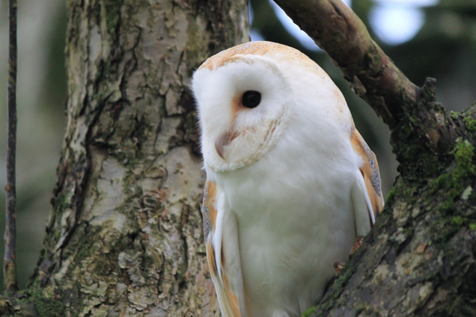 Canon EOS 1100D (EOS Rebel T3 / EOS Kiss X50) sample photo. Owl, barn owl, tree photography