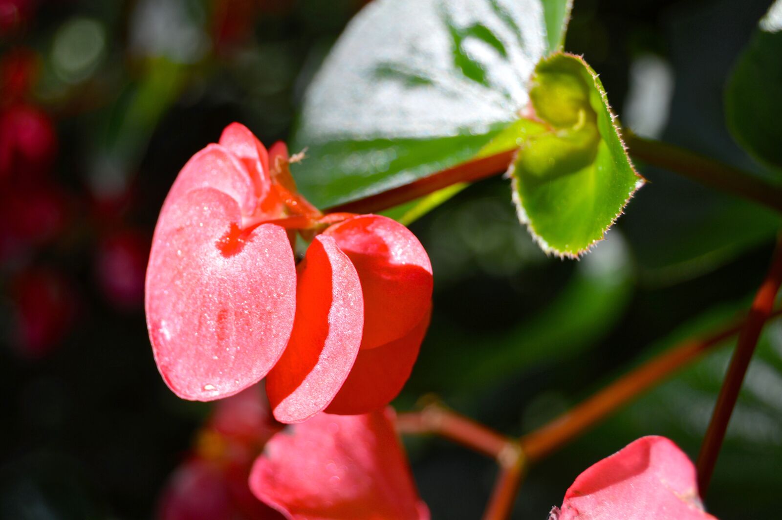 Nikon D3200 sample photo. Floral, flowers, leaves photography
