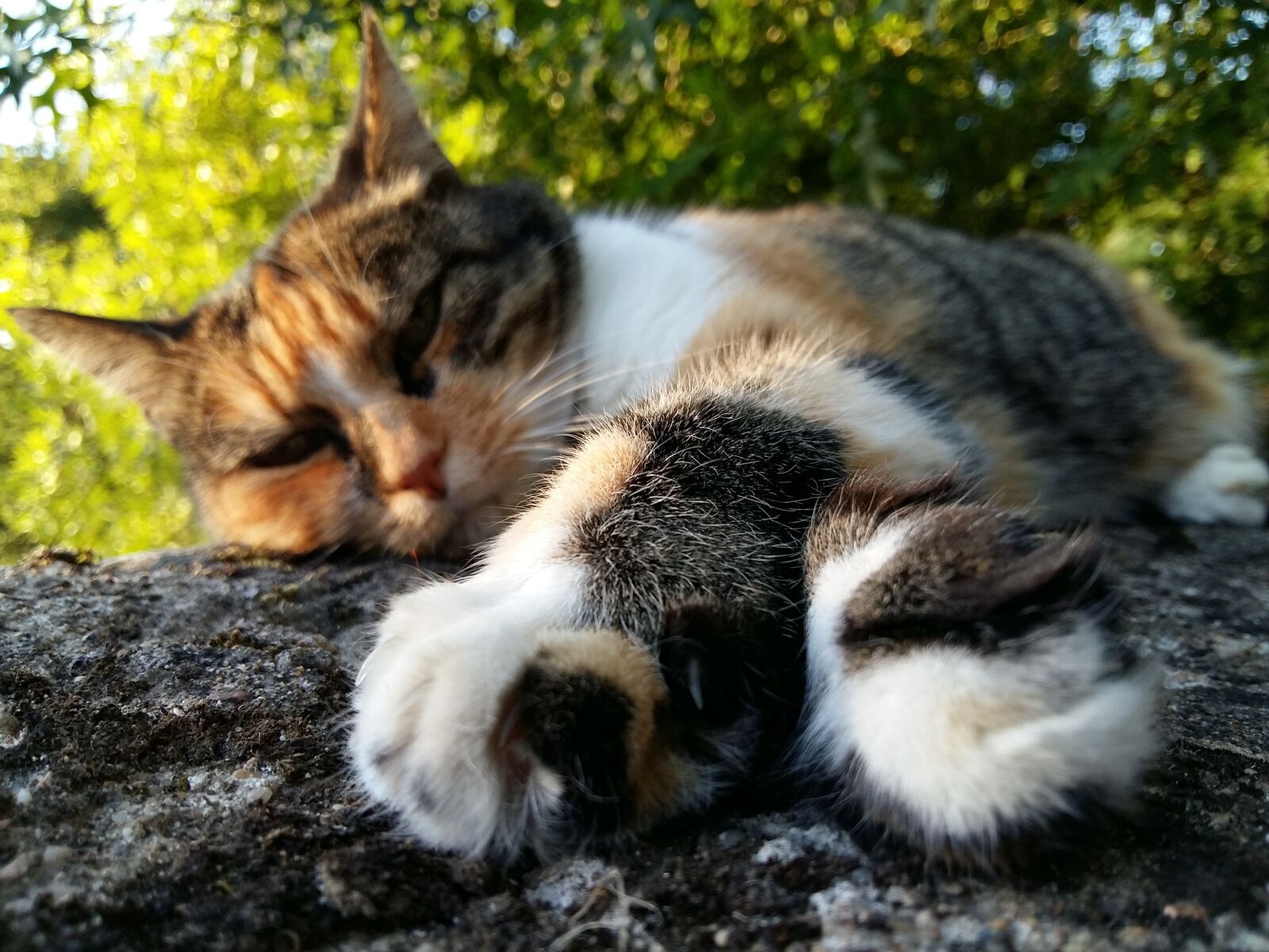Samsung Galaxy A5 sample photo. Cat, asleep, relaxation photography