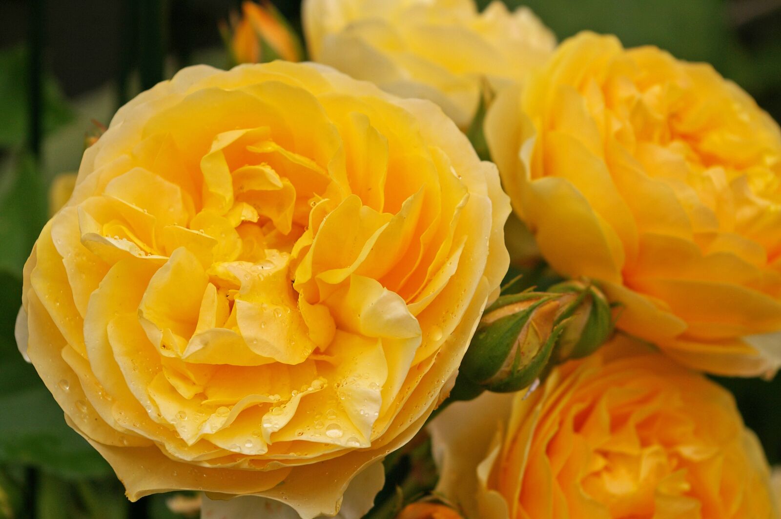 Pentax *ist DL2 sample photo. Rose, scented rose, blossom photography