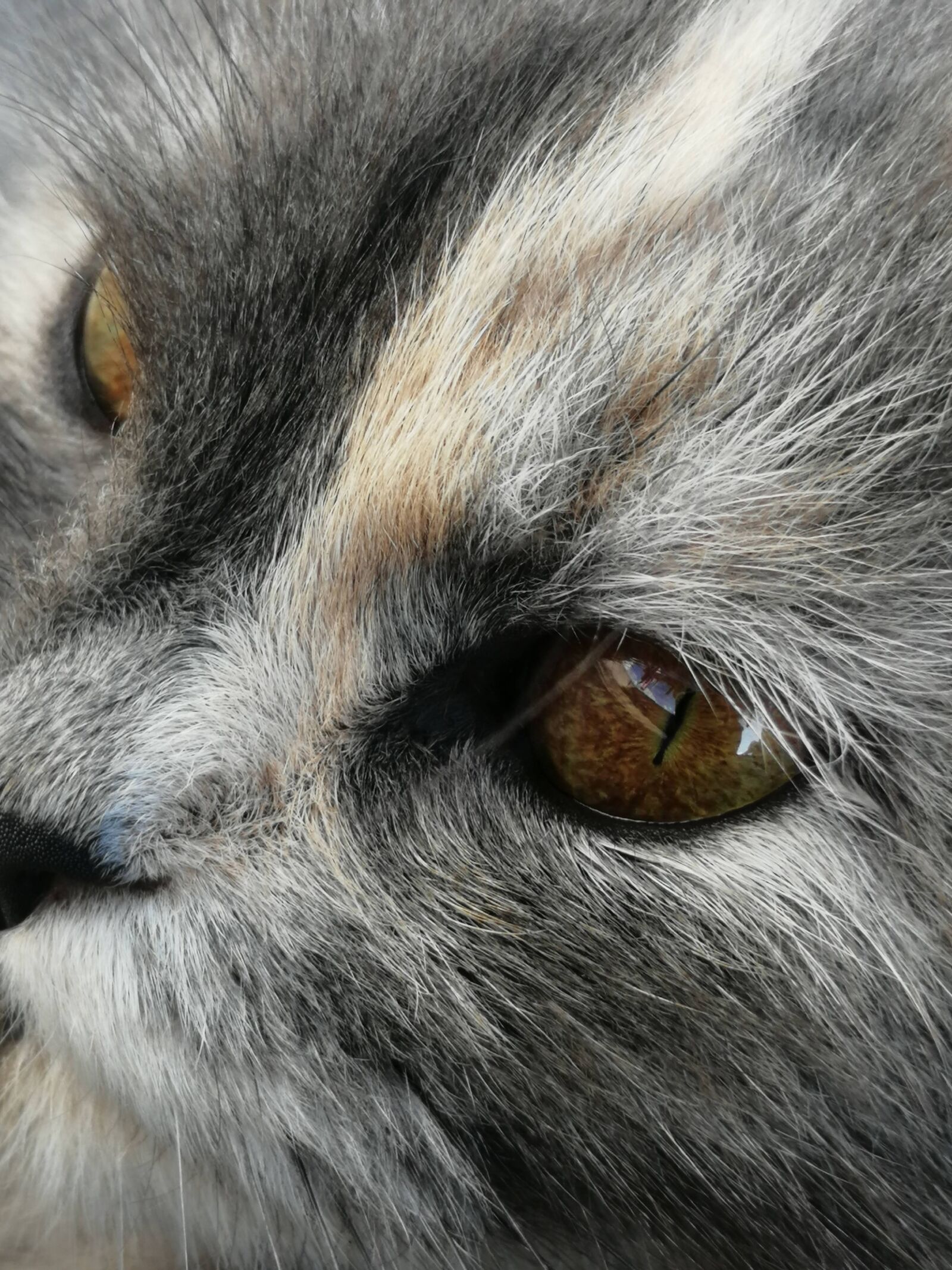 HUAWEI SNE-LX3 sample photo. Cat, eye, gris photography