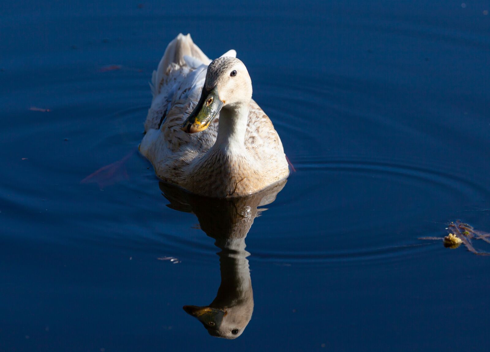 Canon EOS 5D Mark II sample photo. Runner duck, white duck photography