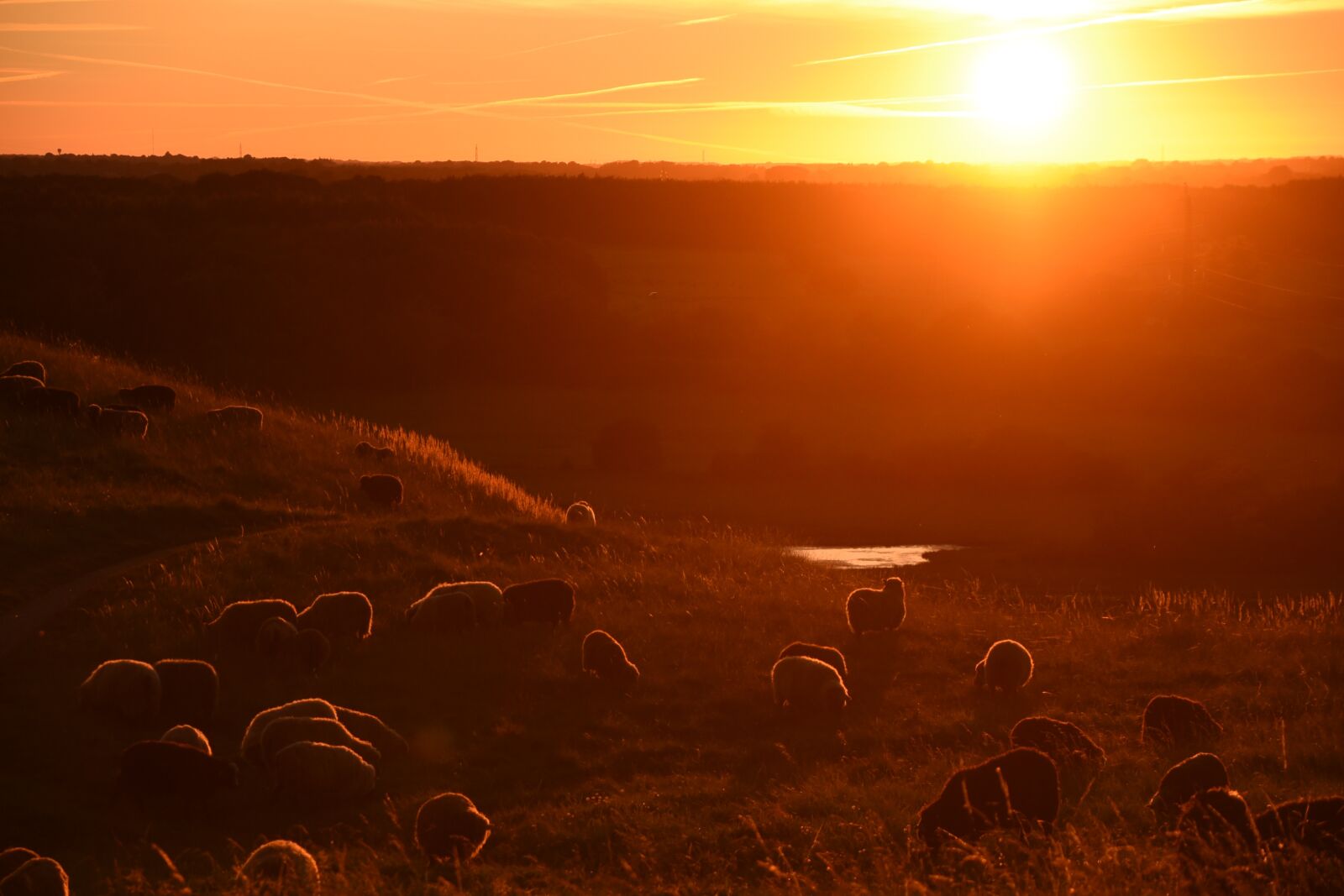 Nikon D750 sample photo. Sunset, sheep, nature photography