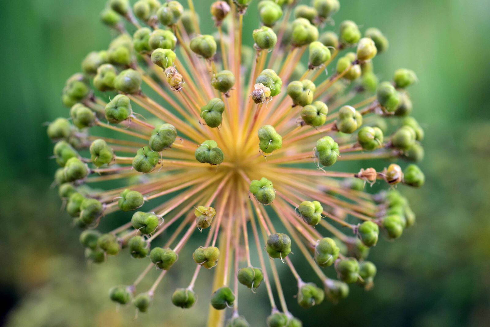 Nikon D3300 sample photo. Flower, nature, flora, plant photography