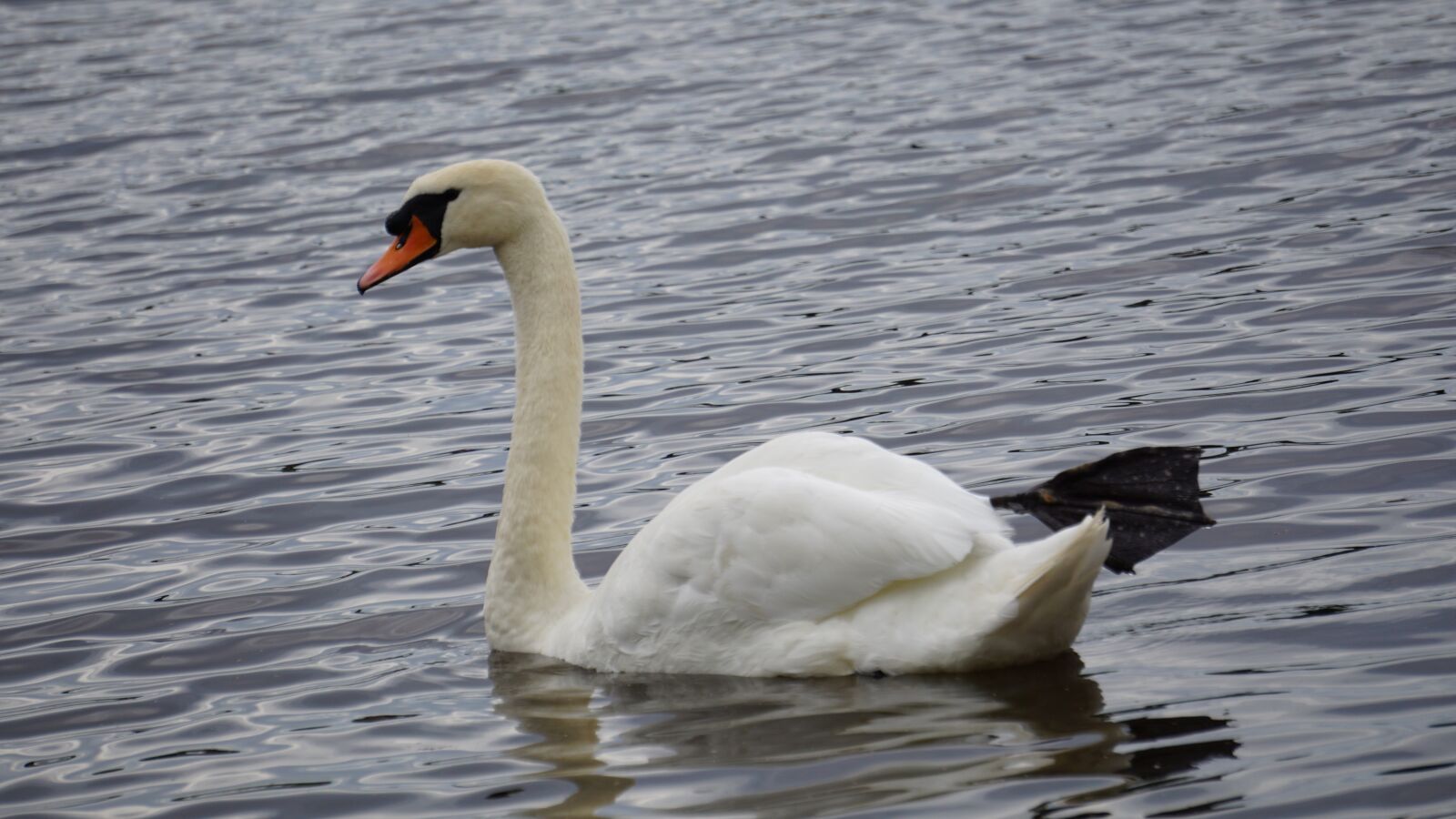 Sony a6000 sample photo. Swan, water, swans photography
