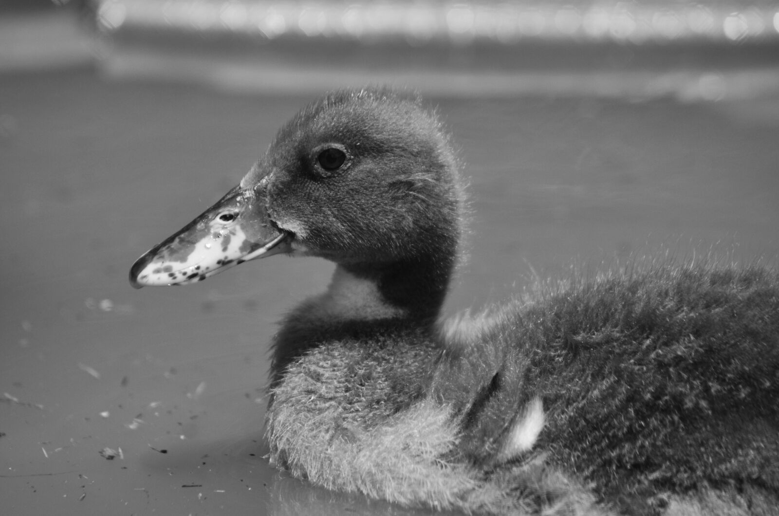 Nikon D7000 sample photo. Bird, duck, duck, on photography