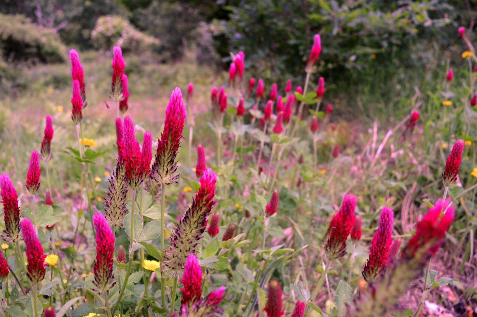 Nikon D3200 sample photo. Flowers, nature, nature, photography photography