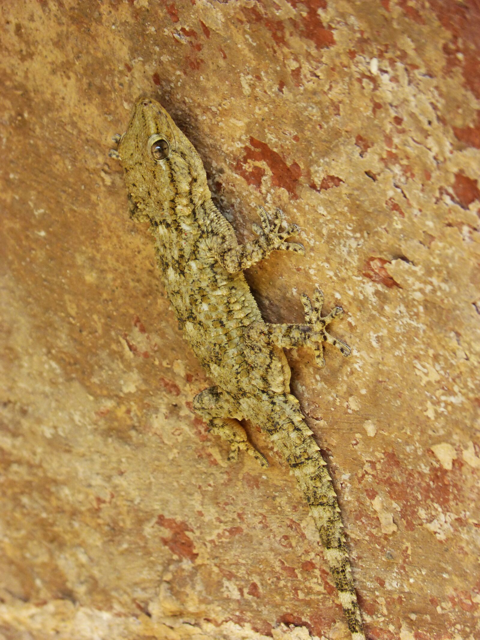 Panasonic DMC-FZ62 sample photo. Gecko, dragon, reptile photography