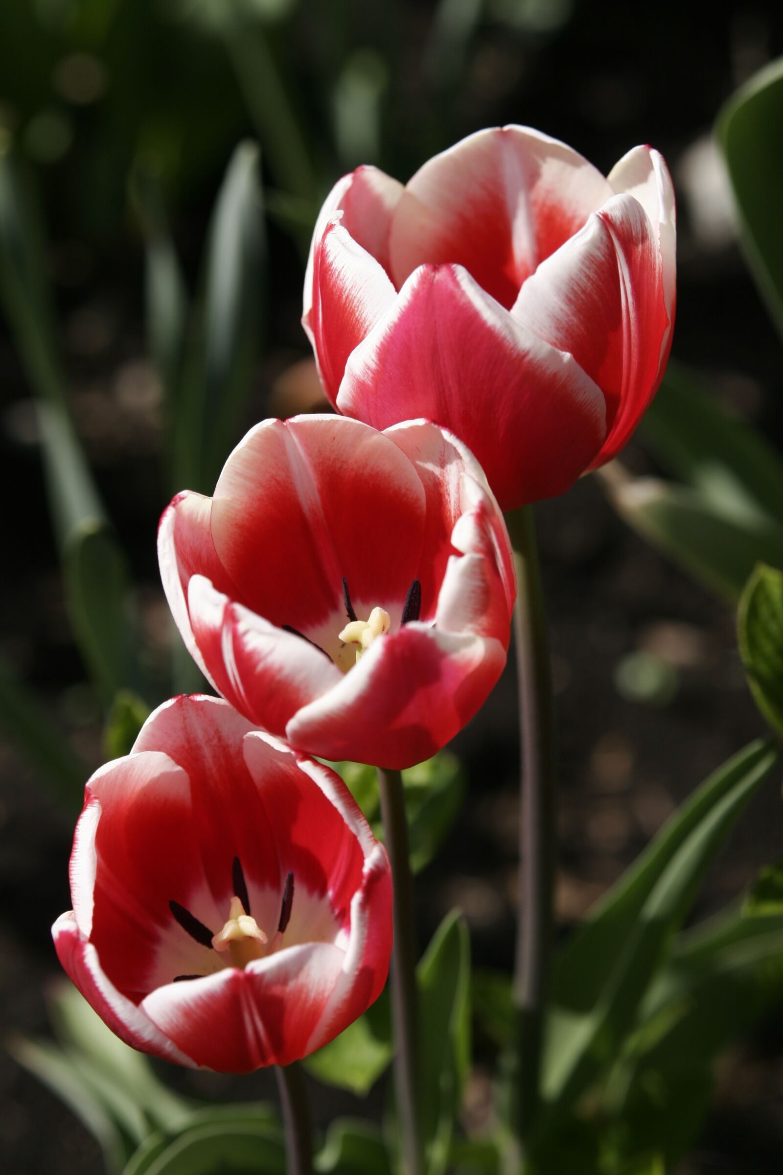 Canon EOS 20D sample photo. Flowers, tulips, plants photography