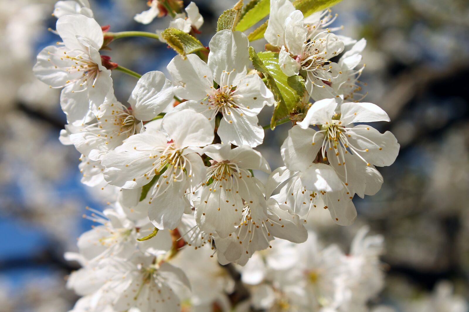 Canon EOS 1100D (EOS Rebel T3 / EOS Kiss X50) sample photo. Spring, flower, white flower photography
