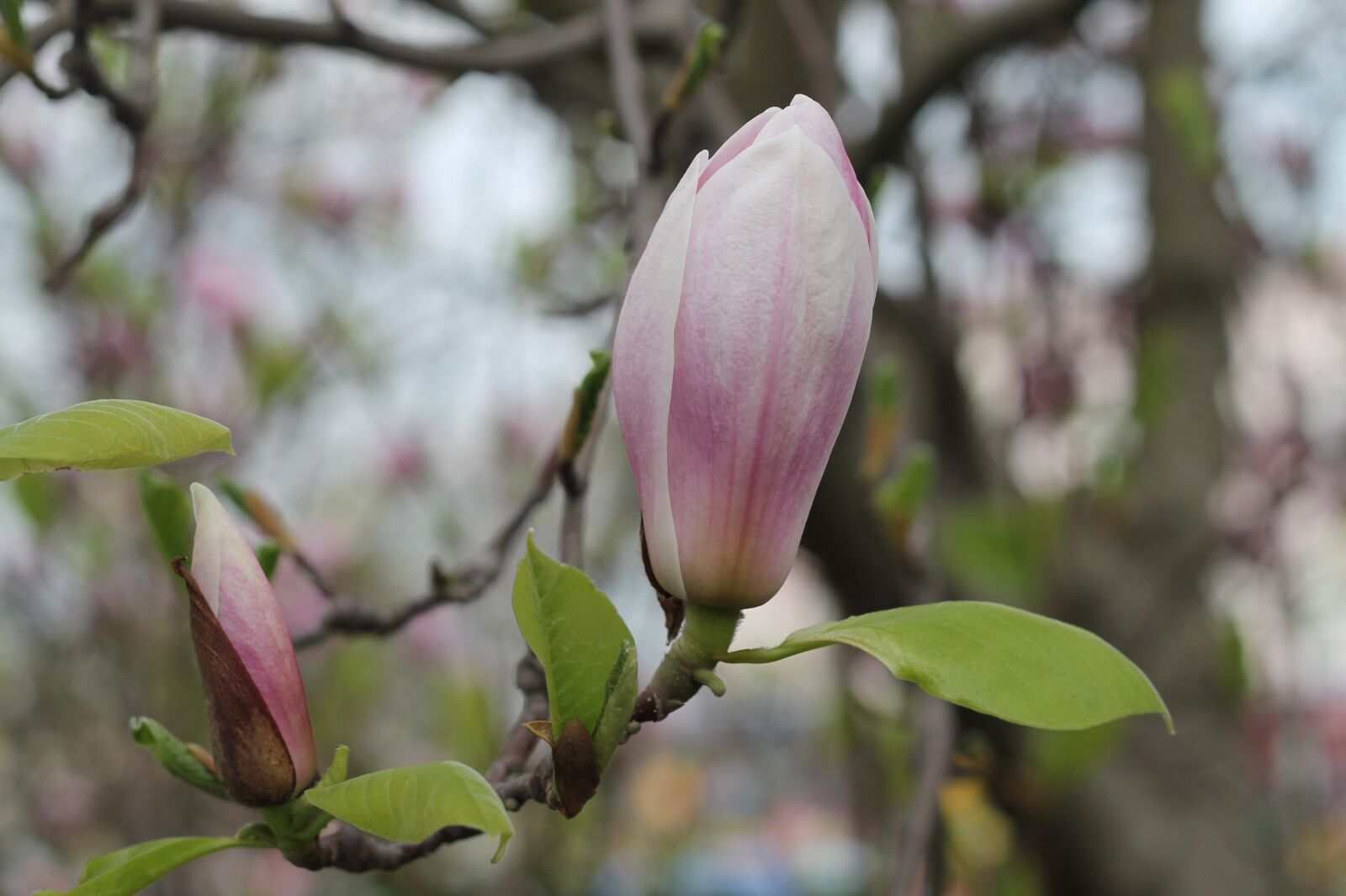 Canon EOS 1100D (EOS Rebel T3 / EOS Kiss X50) + Canon EF 50mm F1.8 II sample photo. Flower, spring, nature photography