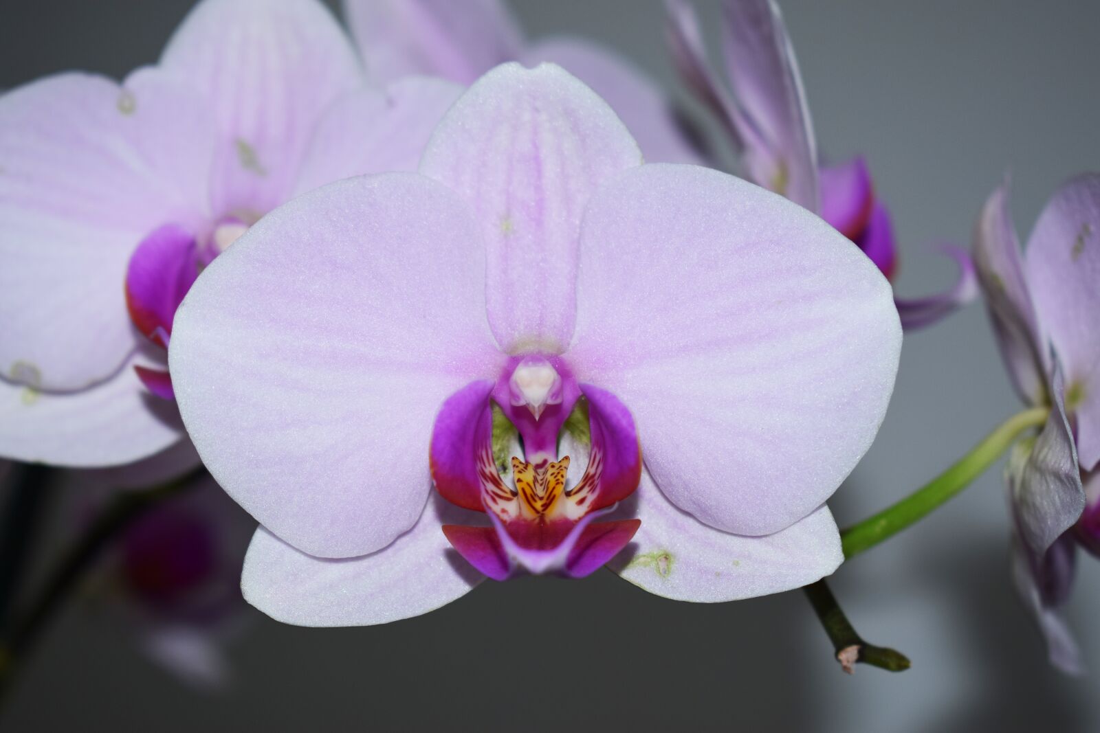 Nikon D5300 sample photo. Flower, orchid, flowers photography