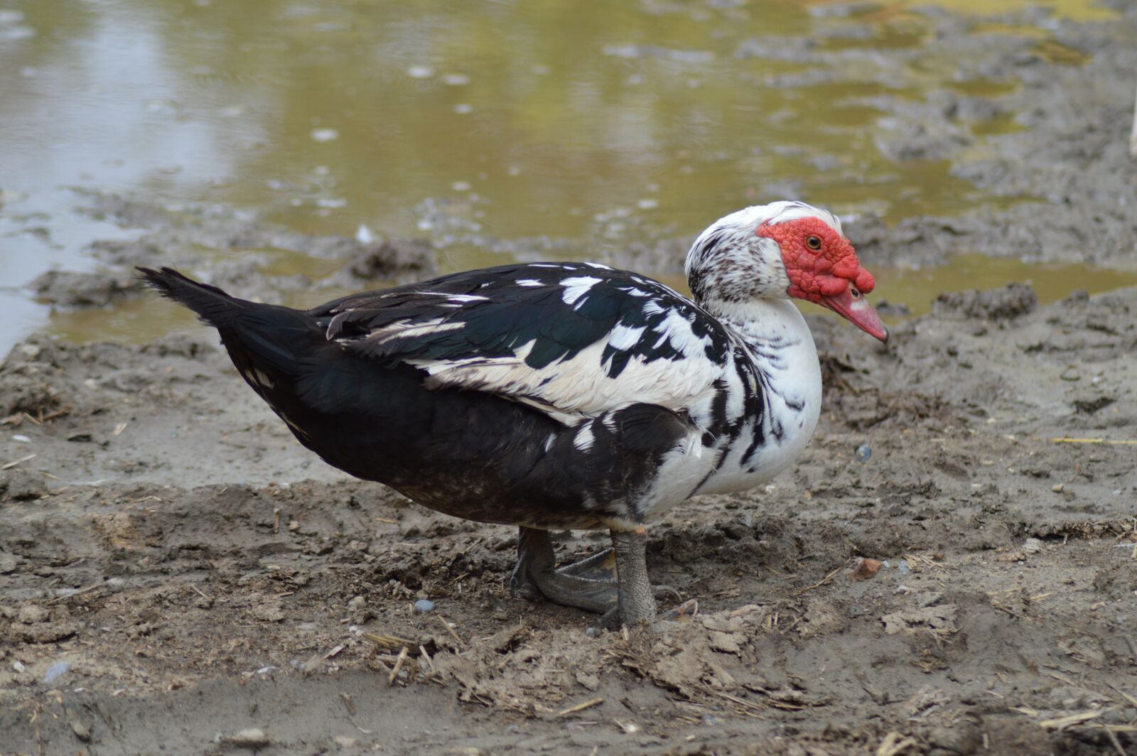 Nikon D3200 sample photo. Duck, duck barbarism, lower photography