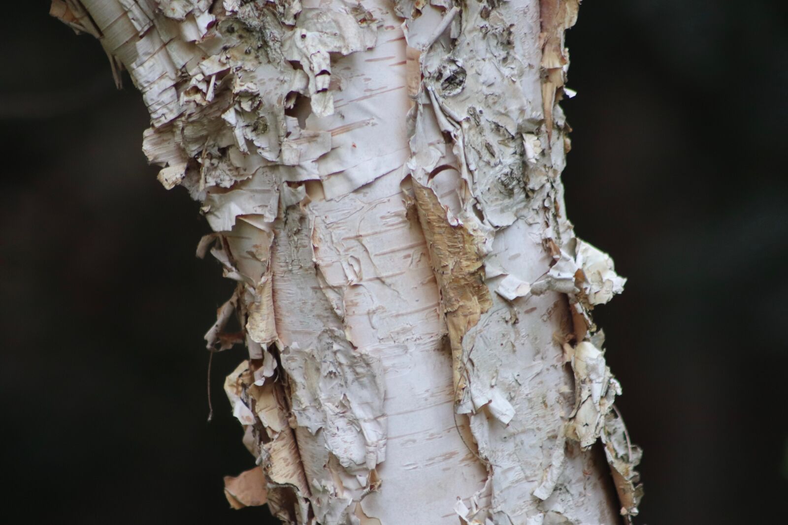 Canon EOS 800D (EOS Rebel T7i / EOS Kiss X9i) sample photo. Birch, sch lbirke, birch photography