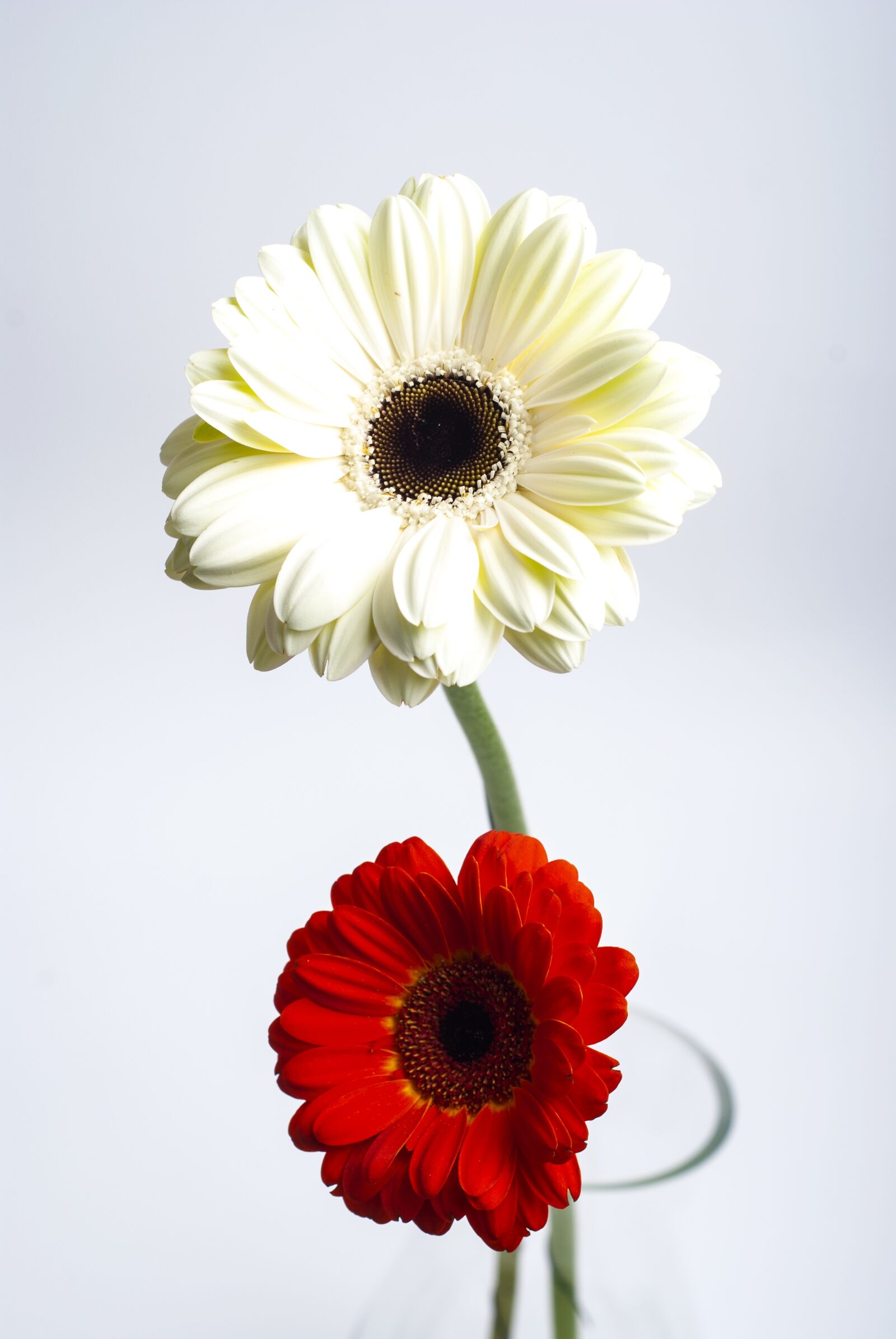 Nikon D80 sample photo. Still life, flowers, decoration photography