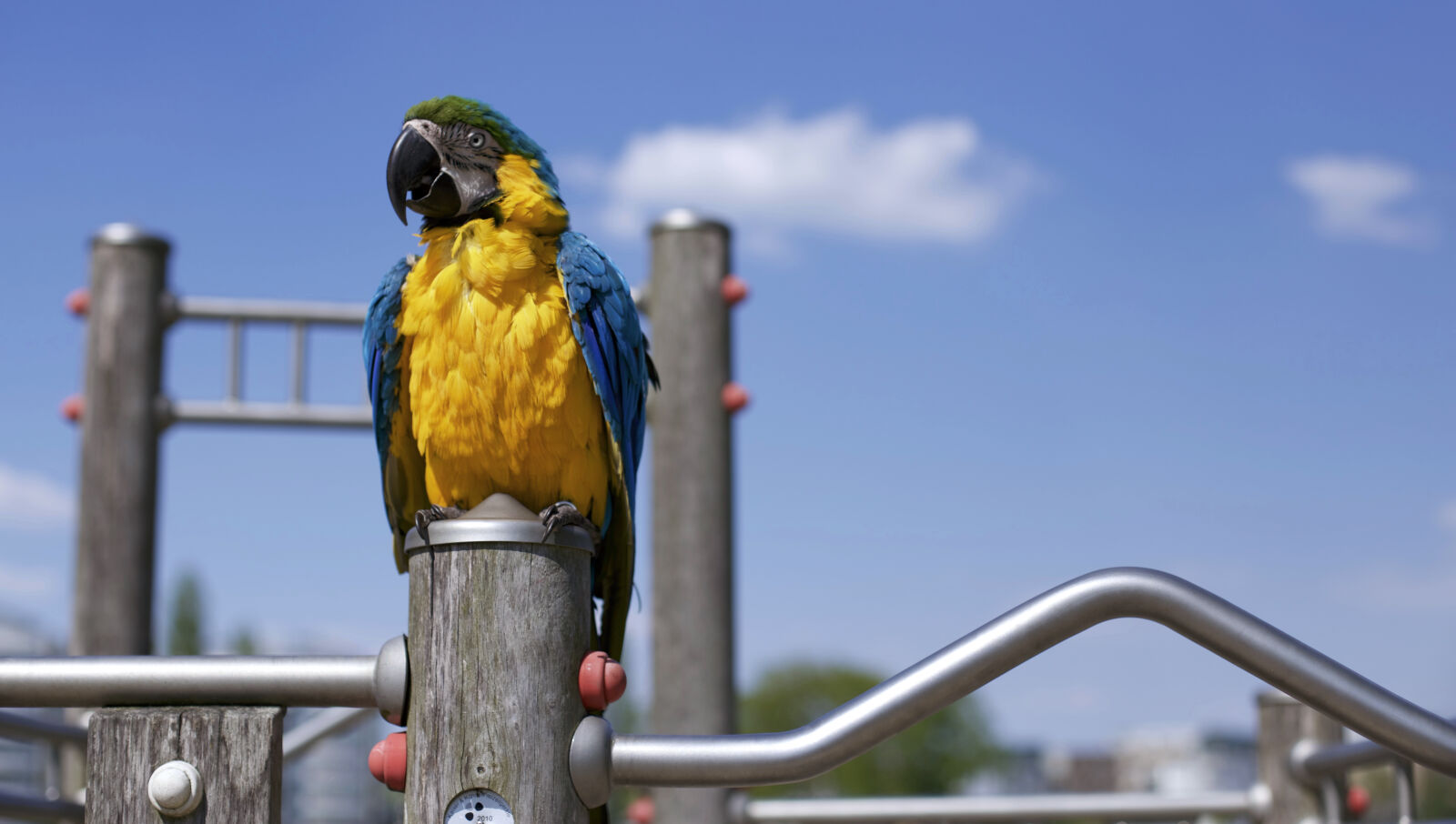 Canon EOS 6D + Canon EF 50mm F1.4 USM sample photo. Yellow, animals, colourful, birds photography