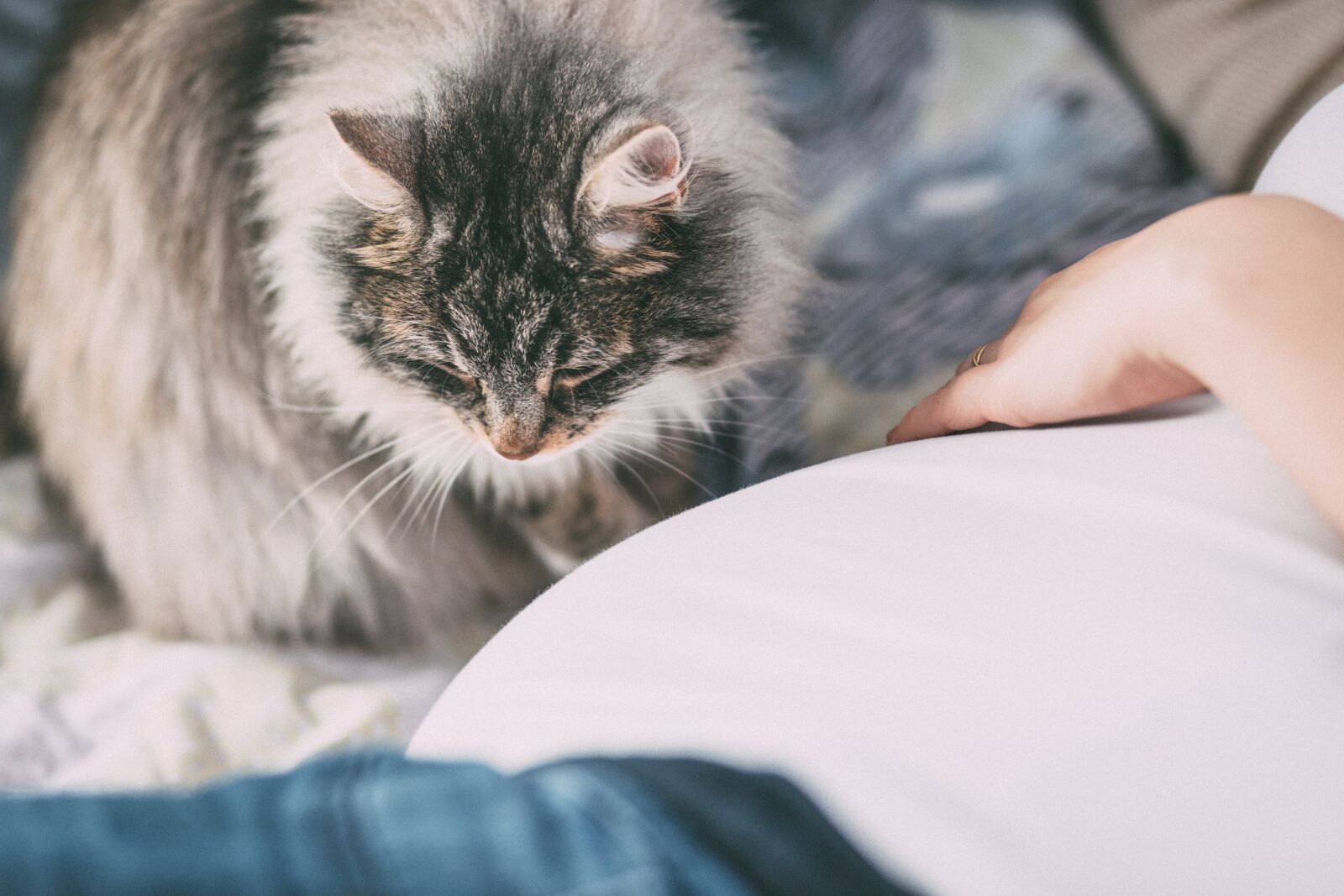 Canon EF 85mm F1.8 USM sample photo. Animals, people, allergy photography
