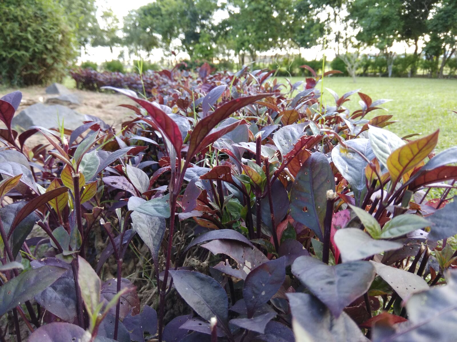 Xiaomi Redmi Note 4 sample photo. Beautiful, nature photography