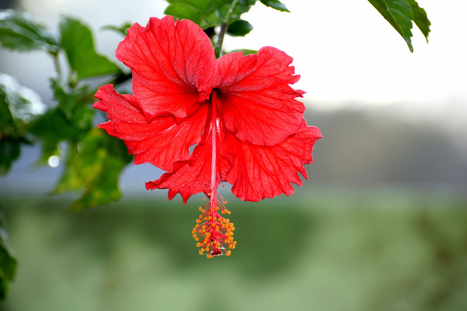 Nikon D3300 sample photo. Flower, red, bloom photography