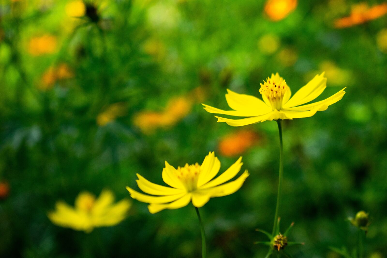 Nikon D3400 sample photo. Flower, yellow, nature photography