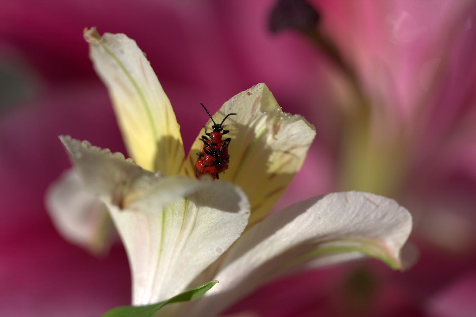 Canon EOS 700D (EOS Rebel T5i / EOS Kiss X7i) sample photo. Insects, red, mating photography
