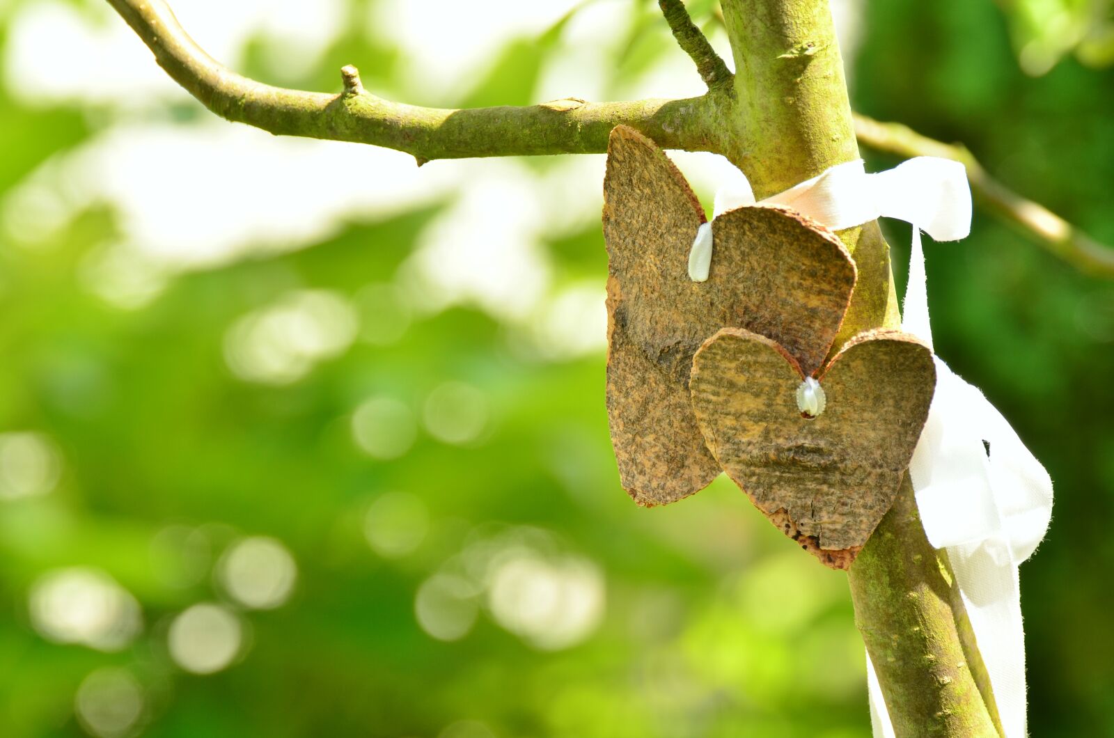 Nikon D5100 sample photo. Heart, love, bark photography