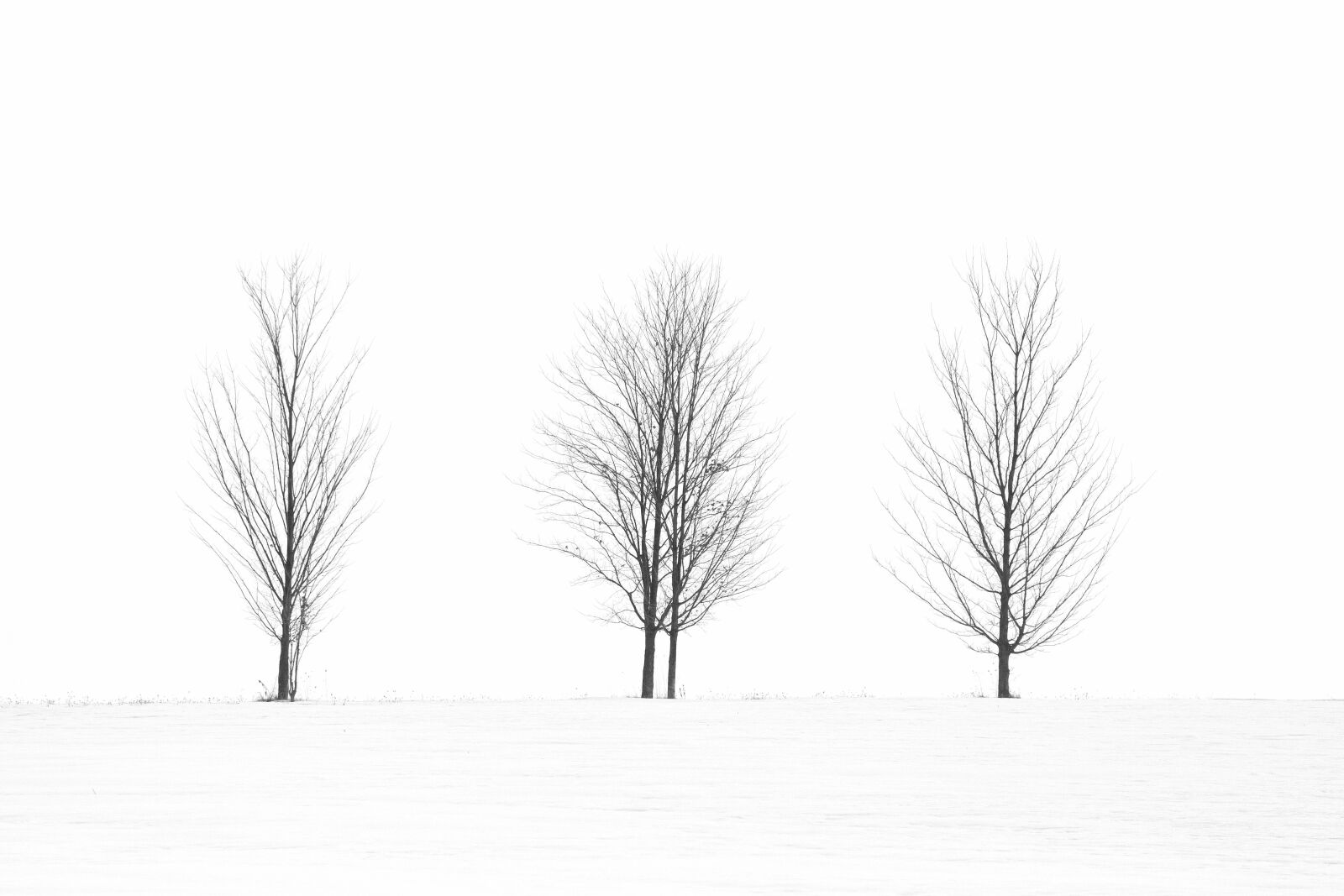 Canon EOS 50D sample photo. Trees, black white, spooky photography