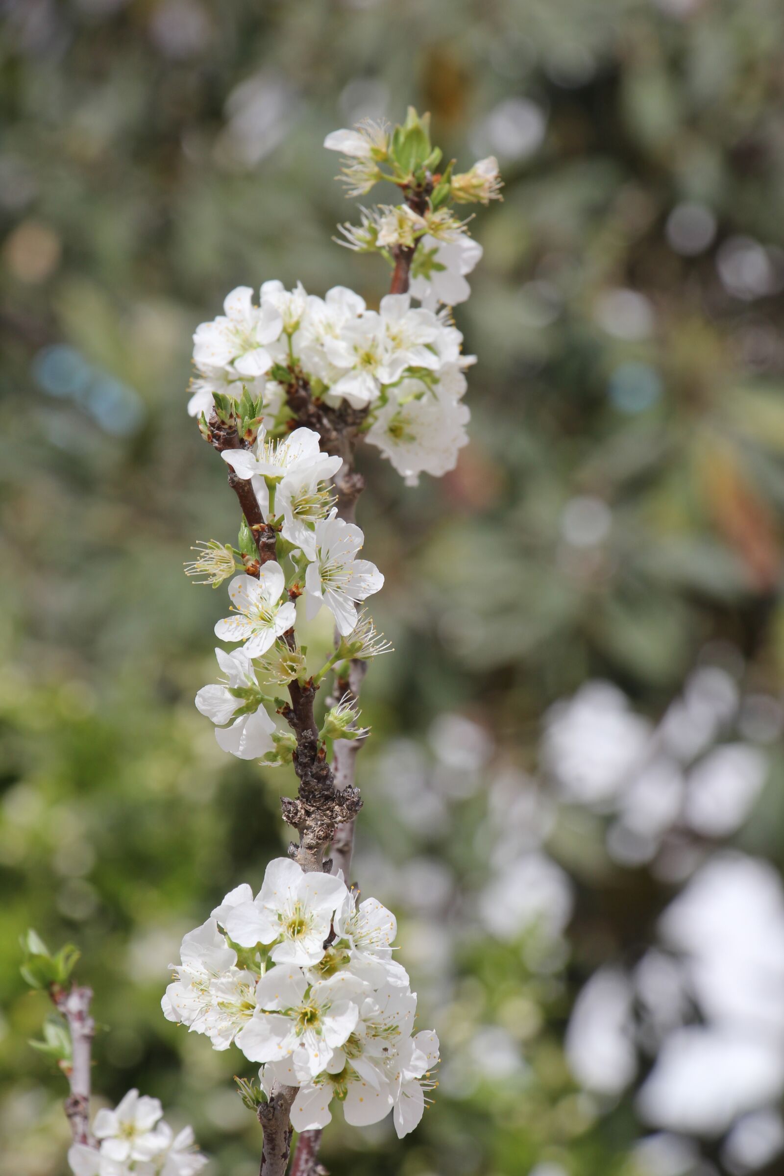 Canon EOS 60D sample photo. Flower, tree, nature photography