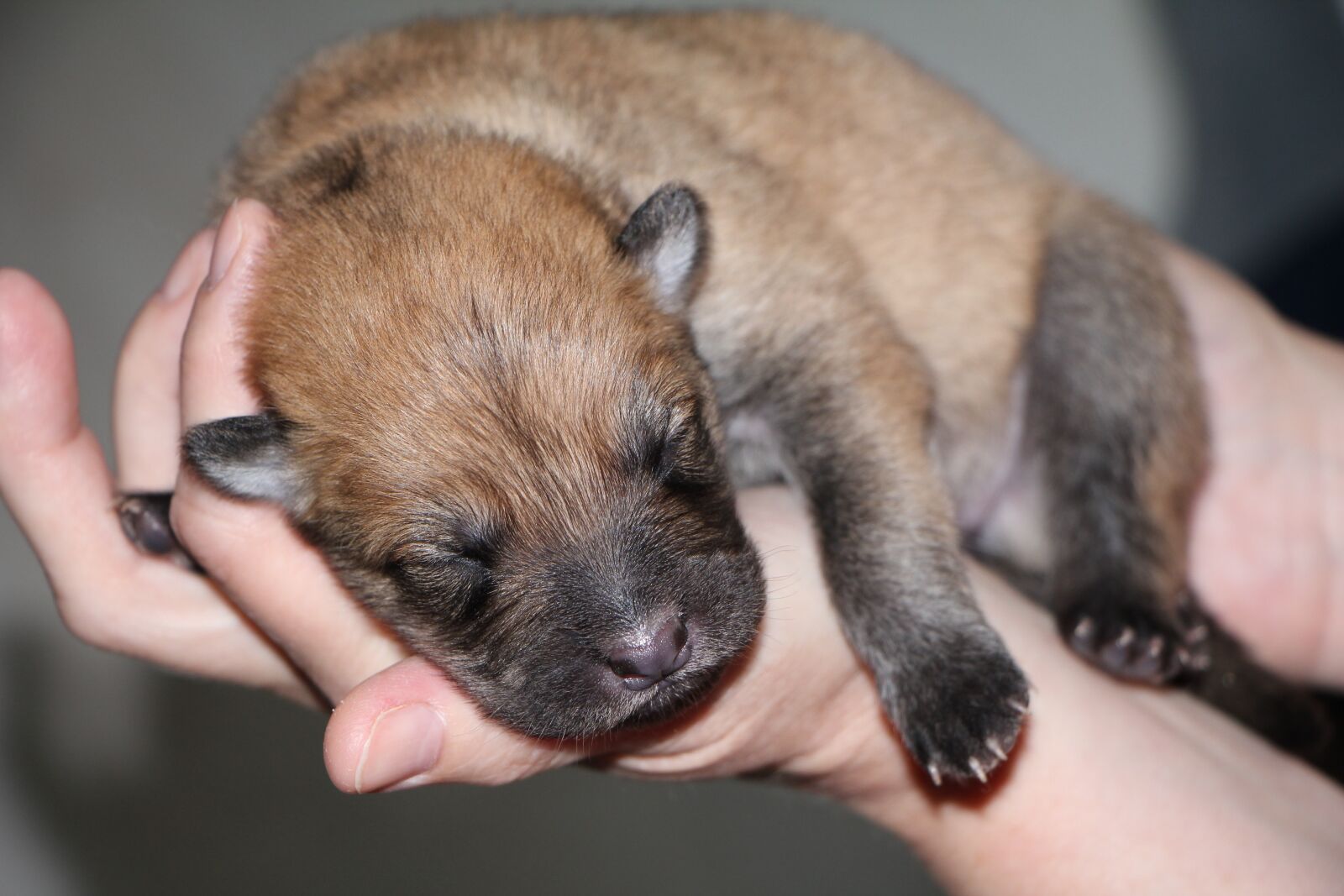 Canon EOS 550D (EOS Rebel T2i / EOS Kiss X4) sample photo. Puppy, eurasians, dog photography