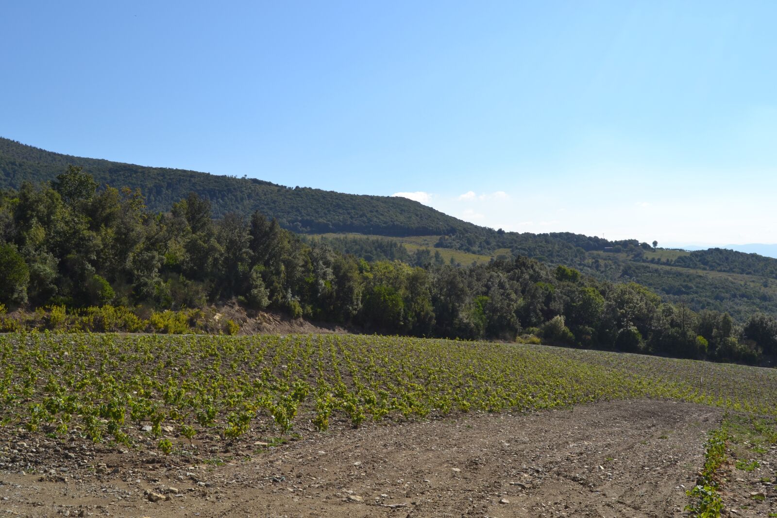 Nikon D3100 sample photo. Landscape, vineyard, hill photography