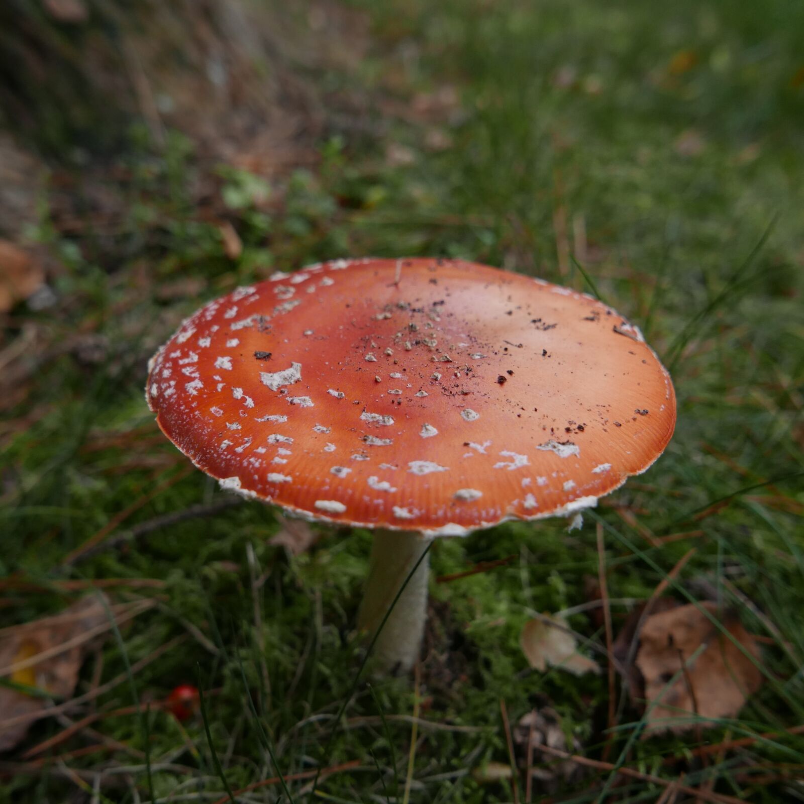 Panasonic Lumix DMC-LX100 sample photo. Toadstool, fungi, red photography