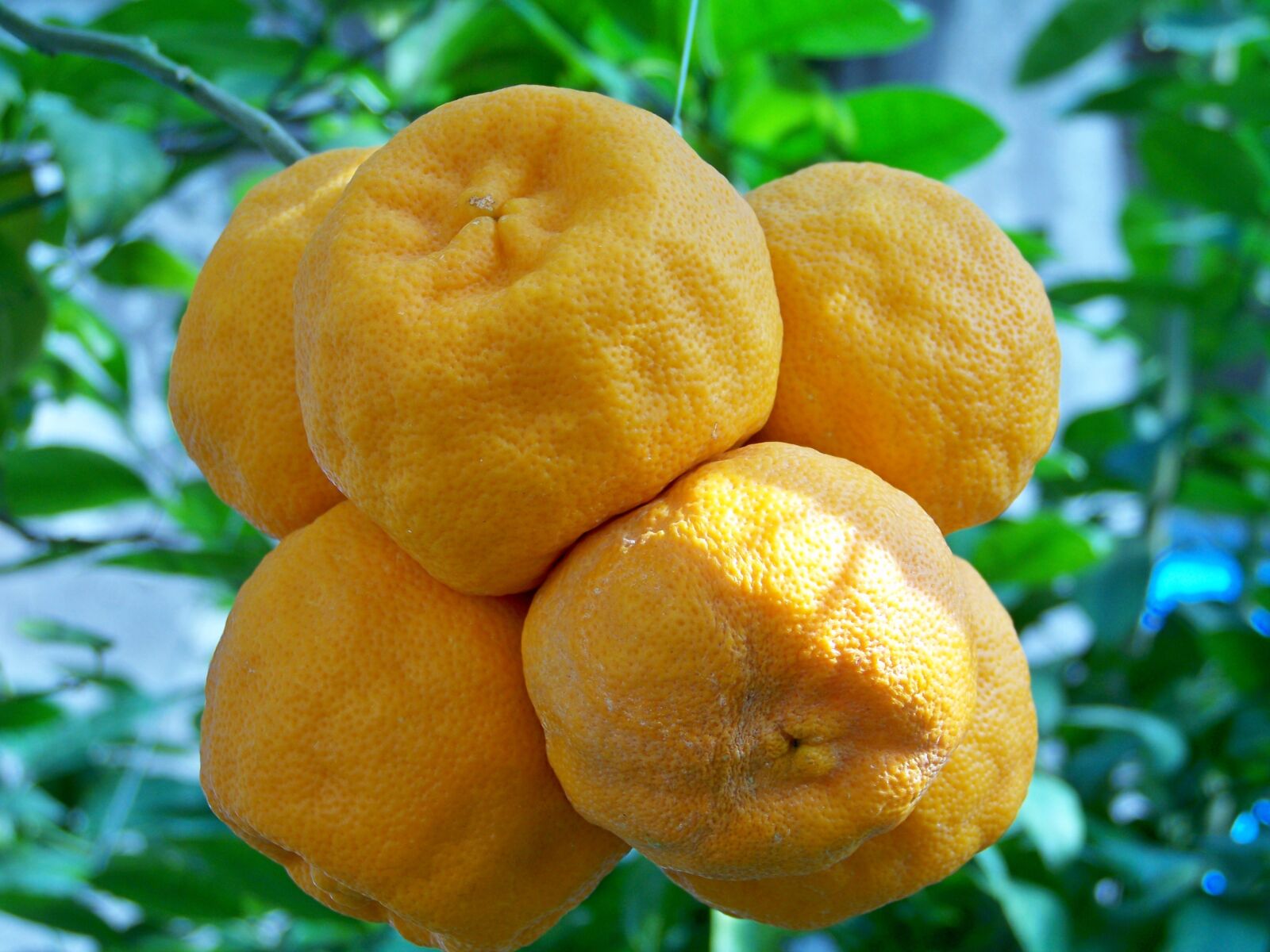Kodak EASYSHARE Z1012 IS DIGITAL CAMERA sample photo. Oranges, fruit, southern fruits photography