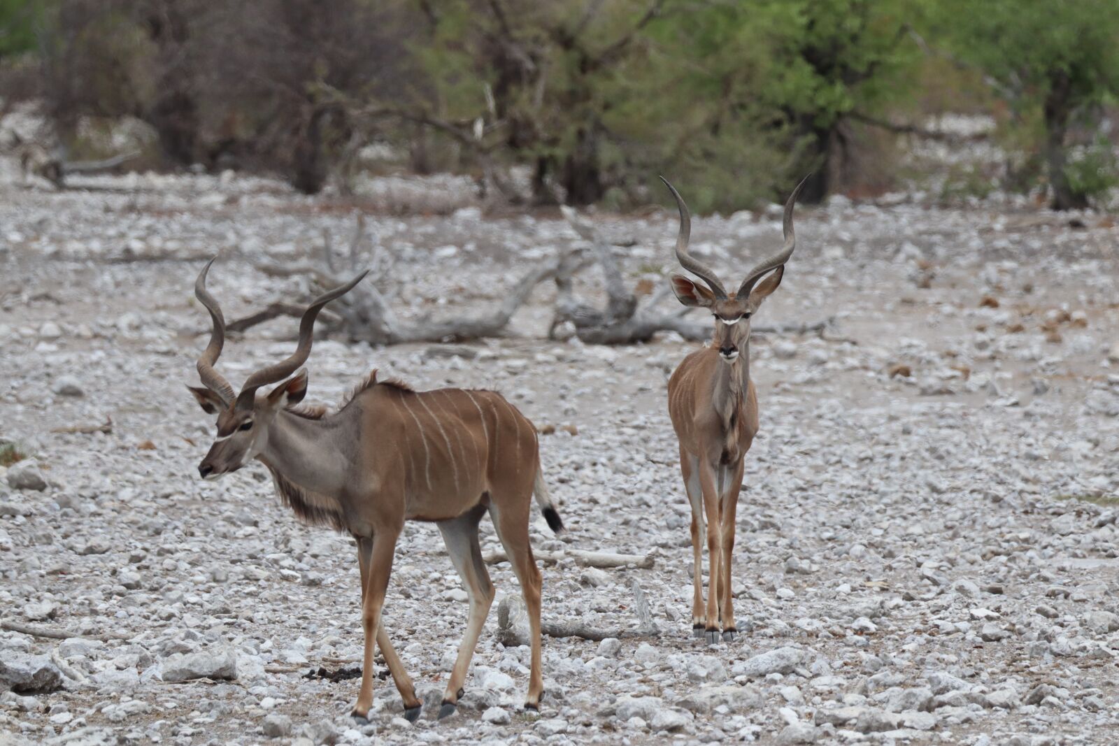 Canon EOS 250D (EOS Rebel SL3 / EOS Kiss X10 / EOS 200D II) sample photo. Kudu, antelope, antler photography