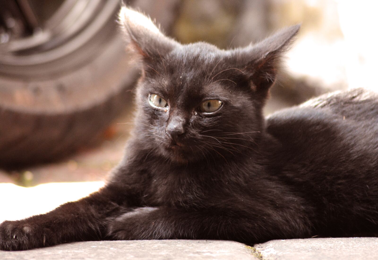 Nikon D5200 sample photo. Cat, stray, kitten photography
