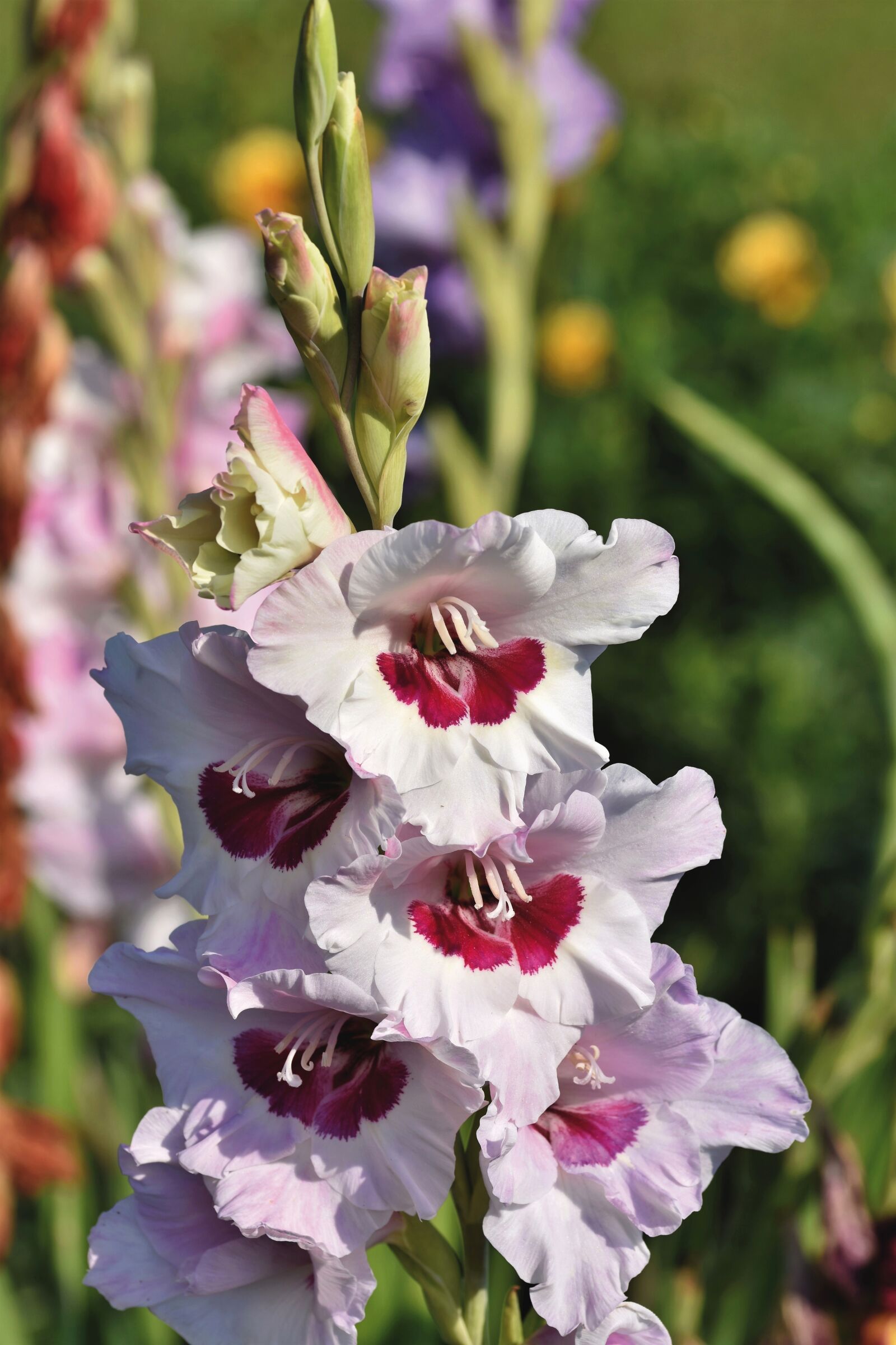Nikon D7200 sample photo. Gladiolus, flowers, plant photography