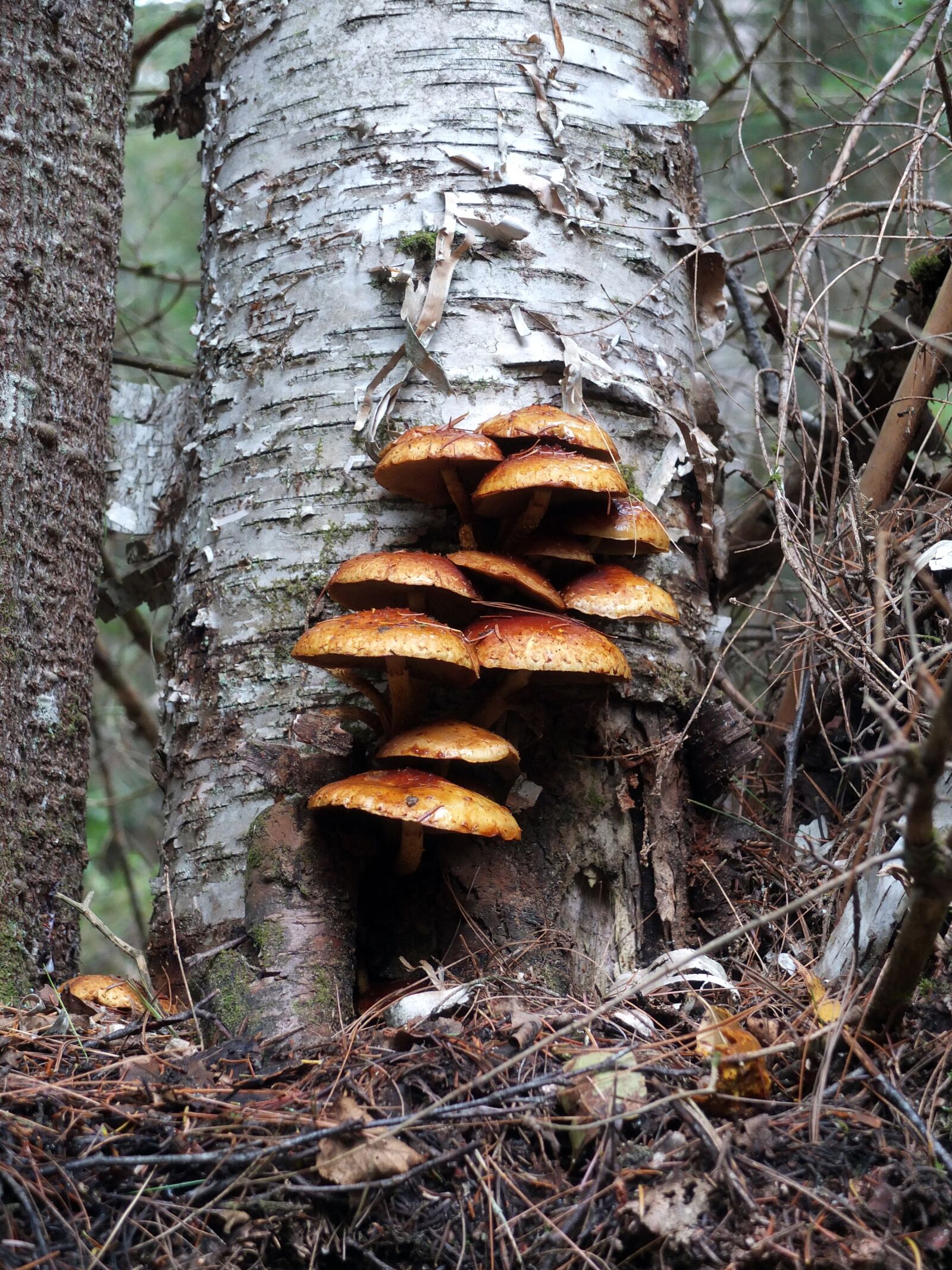 Fujifilm X10 sample photo. Mushrooms, am, forest photography