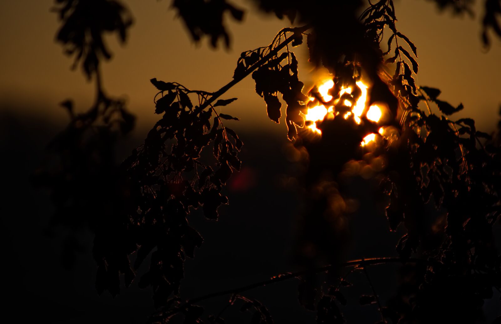 Nikon D5500 sample photo. Sun, sunrise, autumn photography