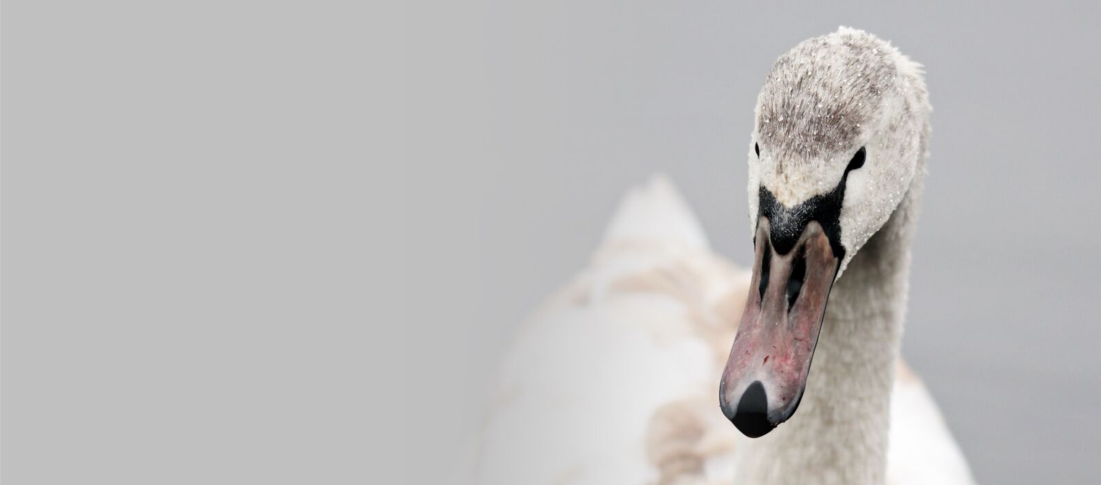 Canon EOS 80D sample photo. Nature, white swan, wildlife photography